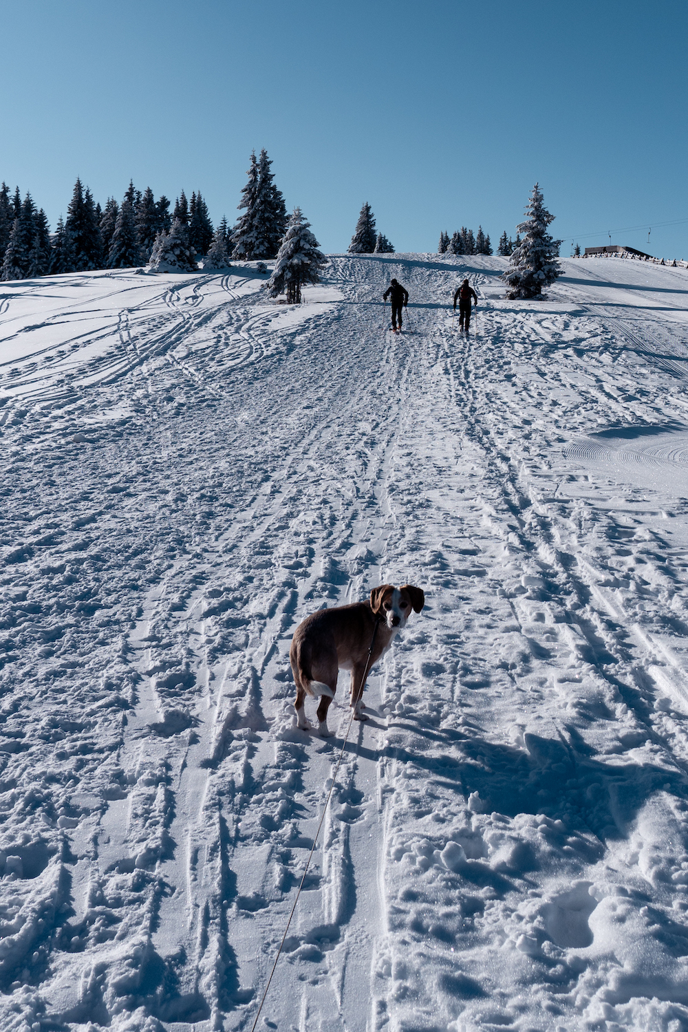 Winterwanderung mit Hund