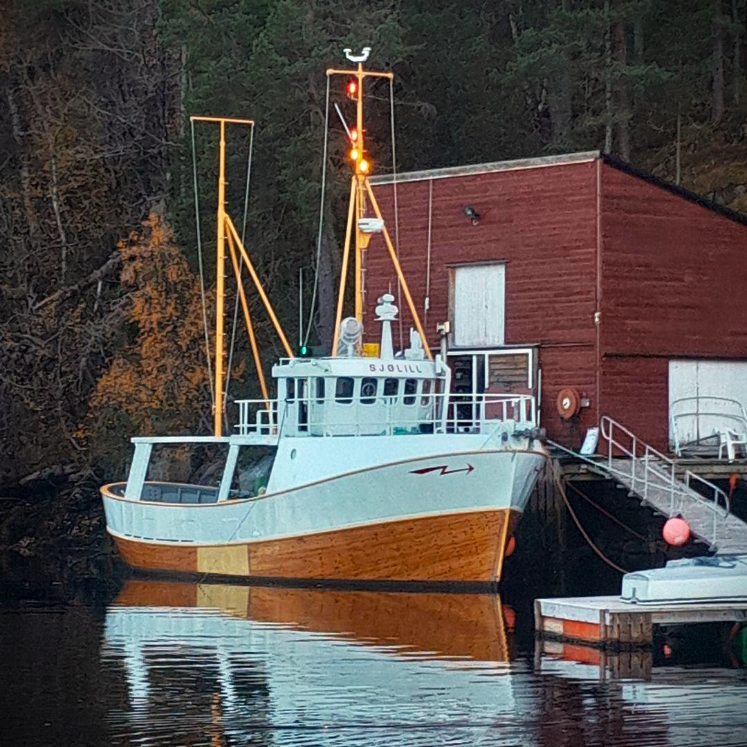 Sjølill