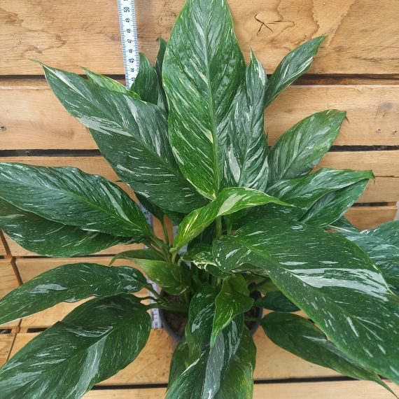 Spathiphyllum Diamond Variegata