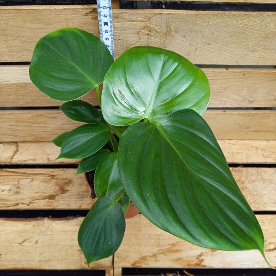 Philodendron pittieri