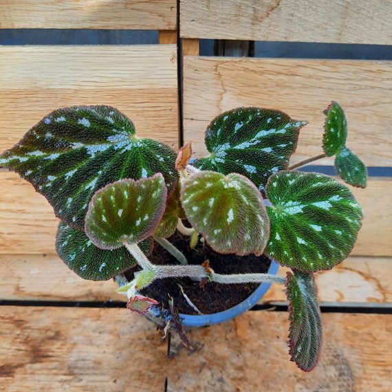 Begonia sp Kreaping