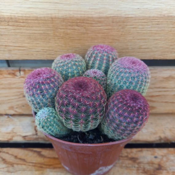 20240208_110523 Echinocereus rigidissimus rubrispinus