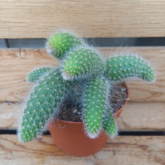 Hildewintera colademononis