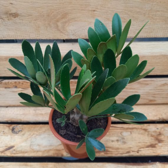 Zamia furfuracea