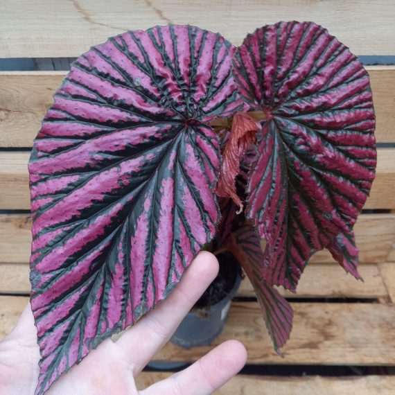 Begonia brevirimosa