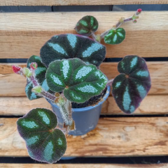 20240209_115846 (1) Begonia Ngoc Lac
