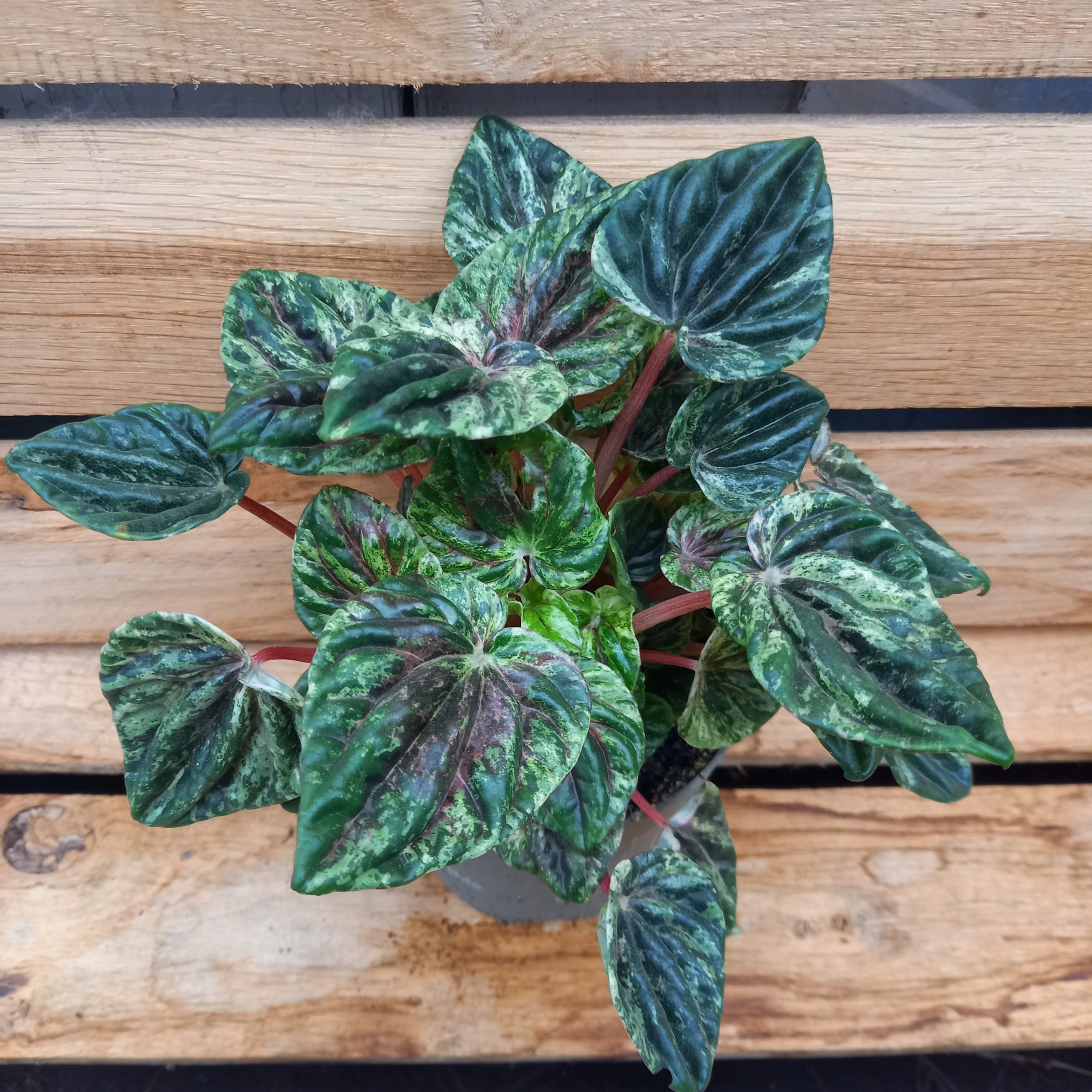 Peperomia caperata variegata Nonnebo