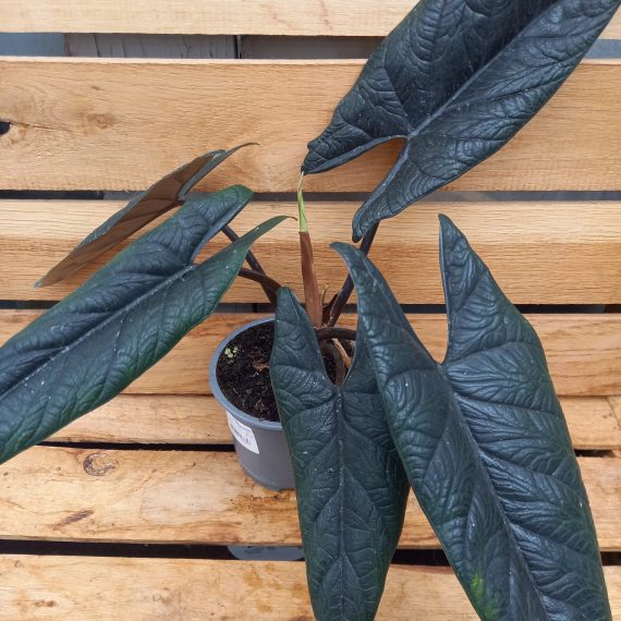 20240209_115950 Alocasia scalprum