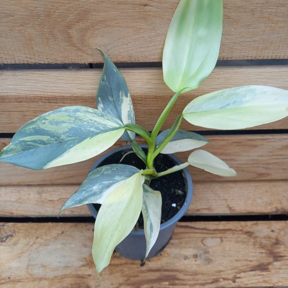 20240209_120110 Philodendron silversword variegata