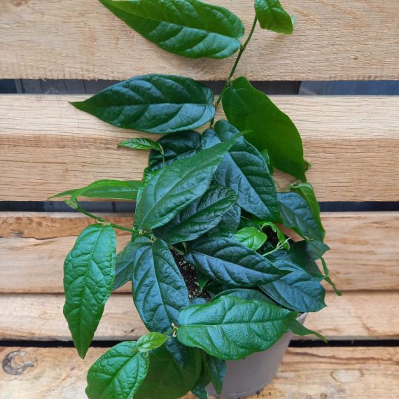 20240209_120146 Ficus pumila Storbladet