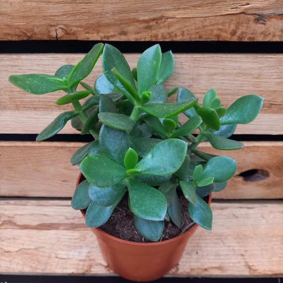20240215_120848 Crassula ovata Grøn