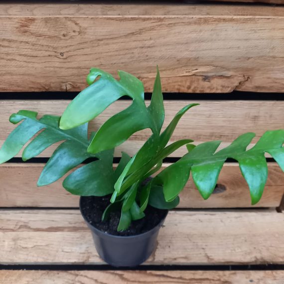 Selenicereus chrysocardium