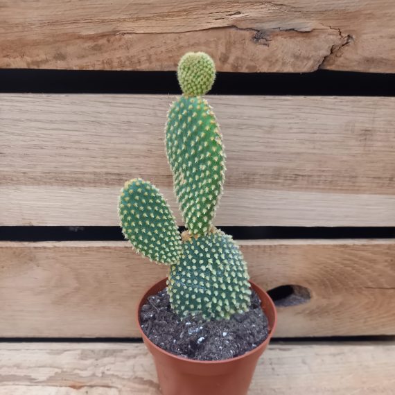 20240215_121021 Opuntia microdasys