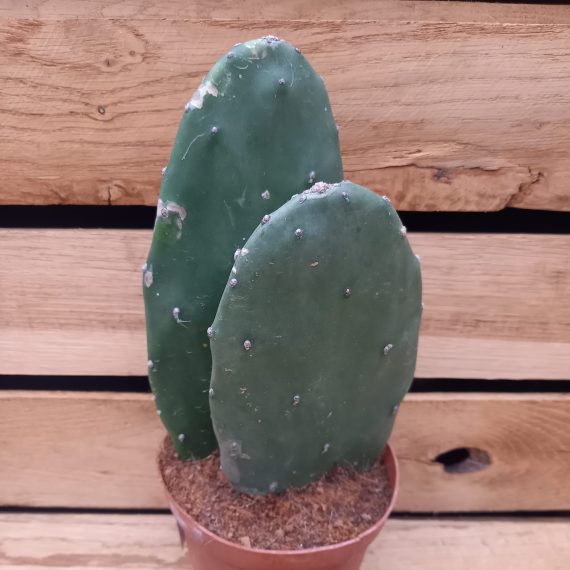 Opuntia ficus indica