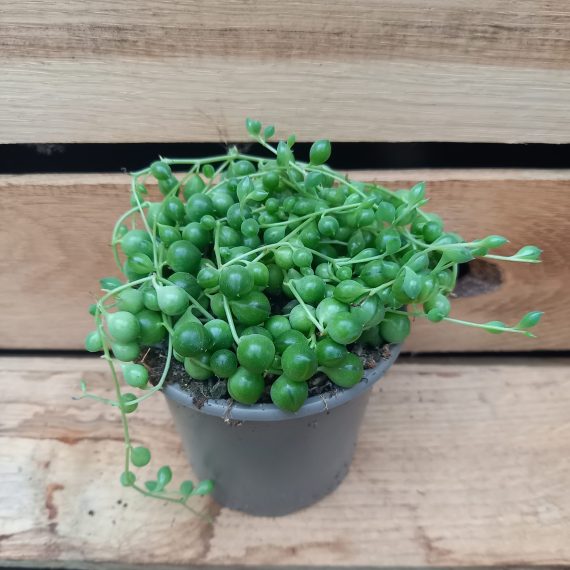 20240215_121425 Senecio rowleyanus