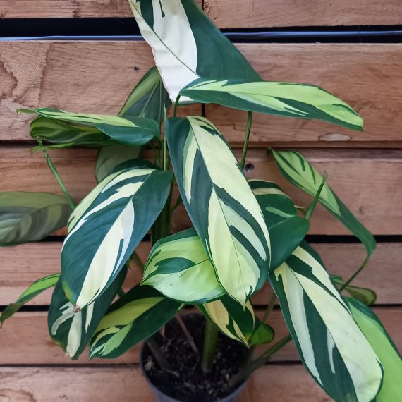 20240215_160313 Ctenanthe lubbersiana Golden mosaic