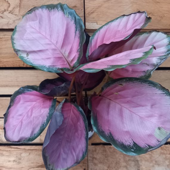 Calathea roseopicta Rosy