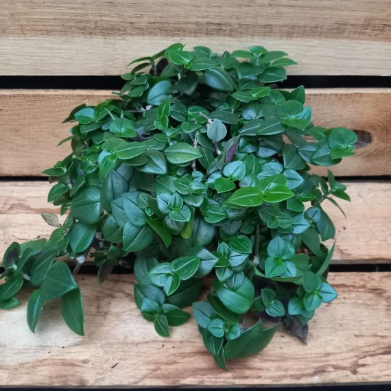 Tradescantia Dark green