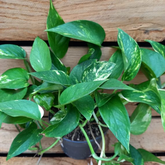 20240219_125656 Epipremnum aureum