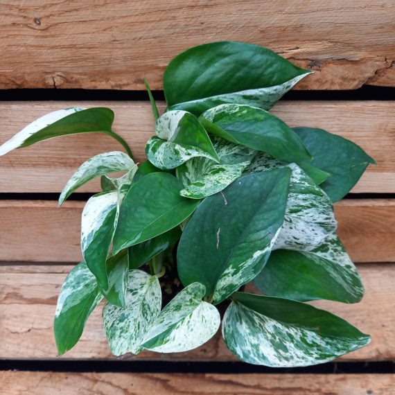 20240219_125726 Epipremnum aureum Marble queen