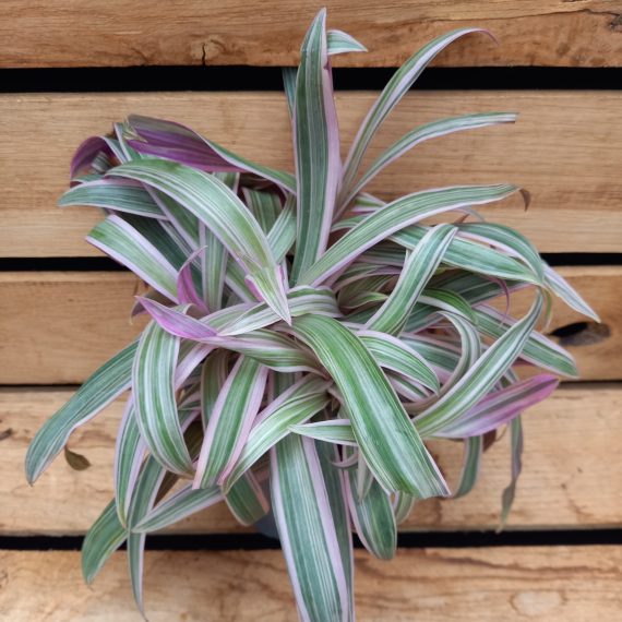 20240219_130229 Tradescantia spathacea Tricolor