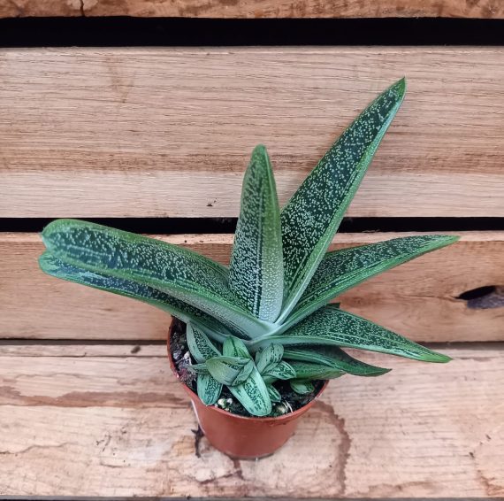 Gasteria Little warty