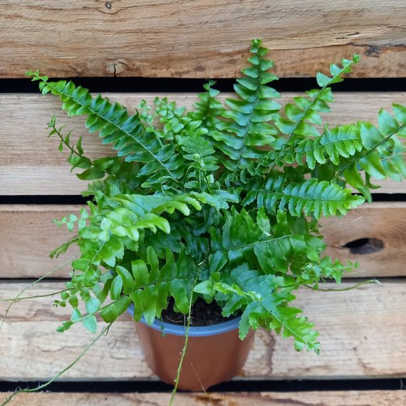 20240219_131242 Nephrolepis exaltata