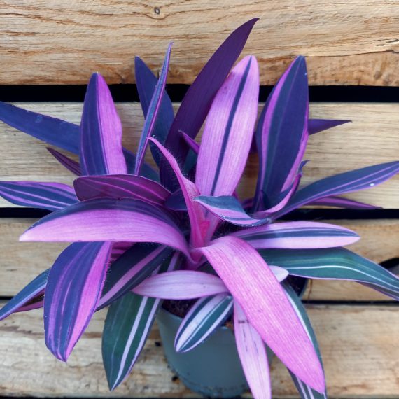 20240321_141837 Tradescantia spathacea Nonnebo Pink