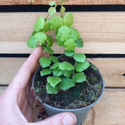 Hoya endauensis