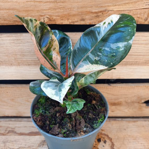 Ficus shivereana Moonshine