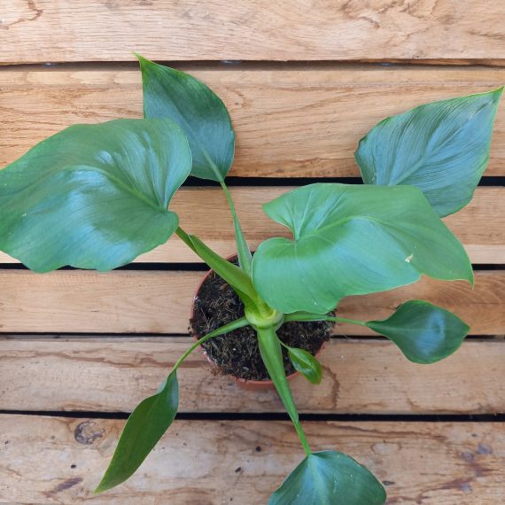 20240407_164208 Philodendron warscewiczii