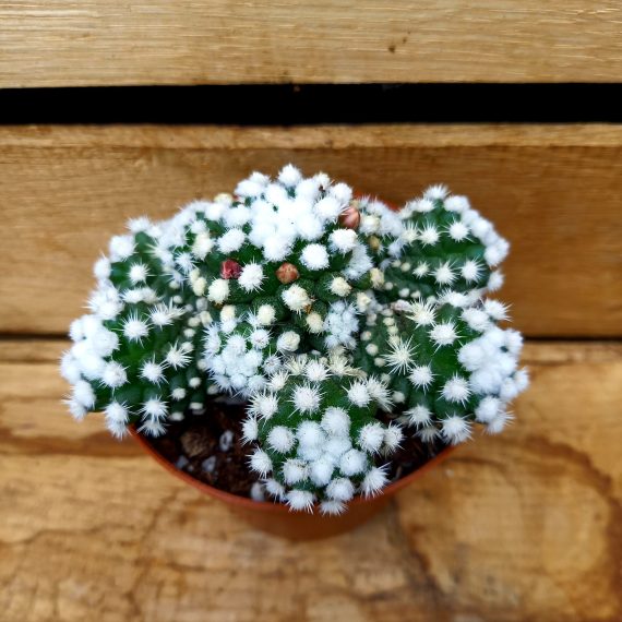 20240616_100622 Mammillaria gracilis