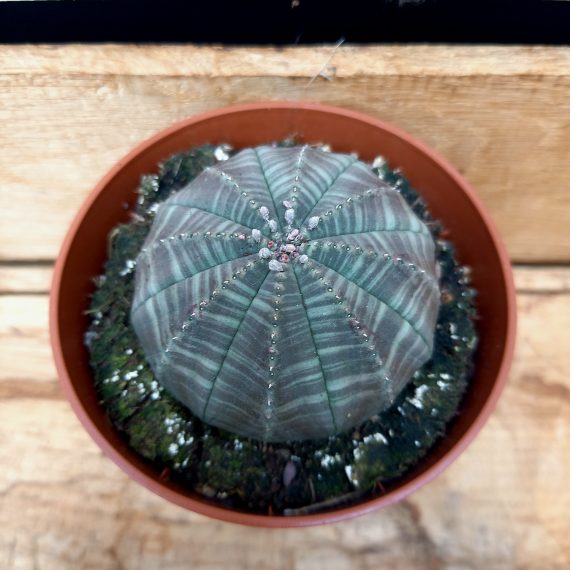 Euphorbia obesa