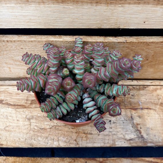20240616_100953 Crassula Hottentot