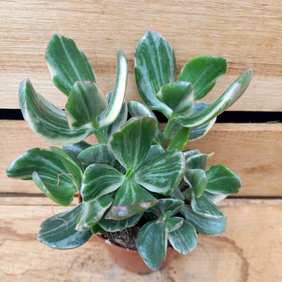 Crassula ovata variegata