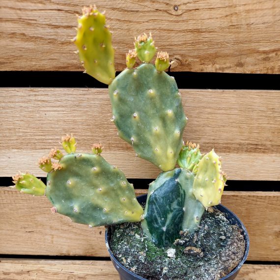 Opuntia jamaicensis Ghost