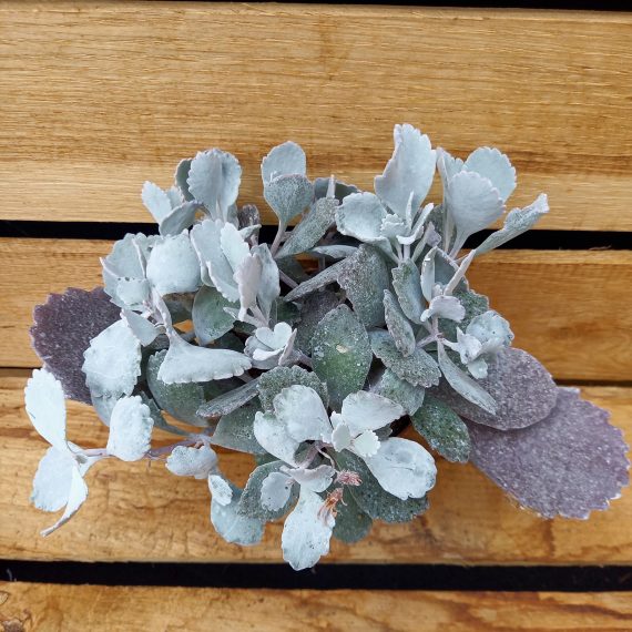 Kalanchoe pumila