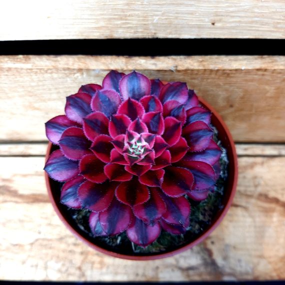 20240616_101147 Aeonium Red copper