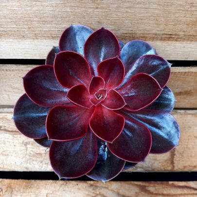 Echeveria Red ruby