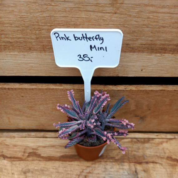 Kalanchoe Pink butterfly 6cm