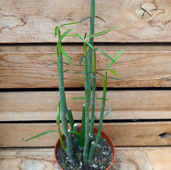 Ceropegia dichotoma