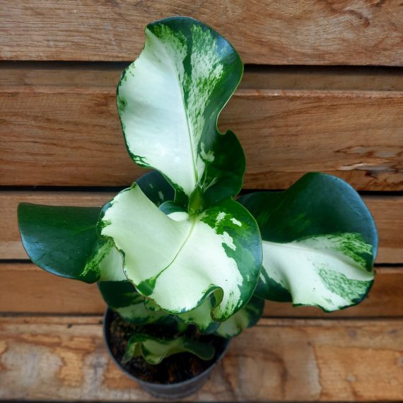 20240909_121911 Clusia rosea variegata