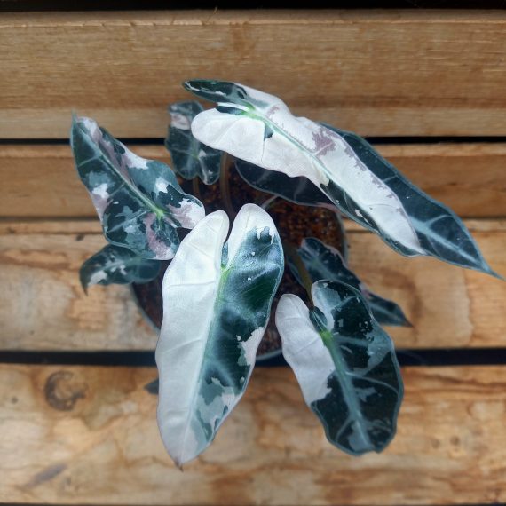 20240909_122026 Alocasia bambino pink variegata