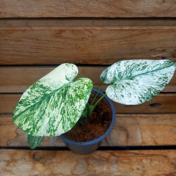 20240909_122150 Monstera del. Mint