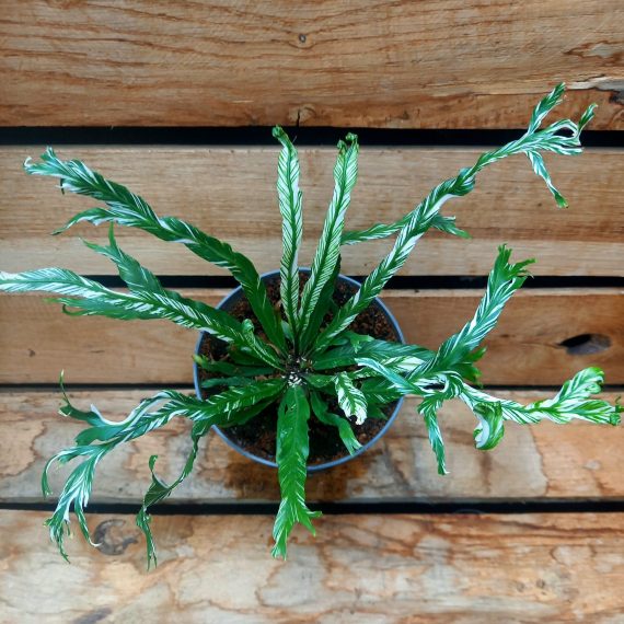 20240909_122236 Asplenium nidus variegata