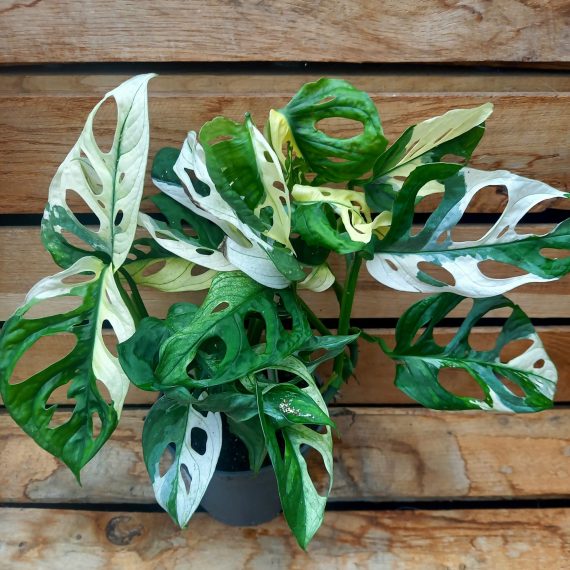 20240909_122347 Monstera adansonii variegata