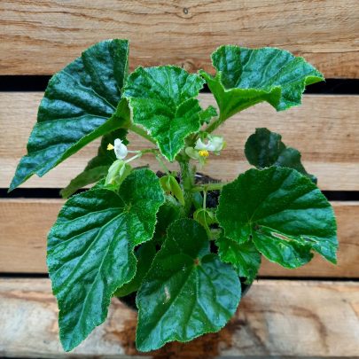 Vild begonia sp