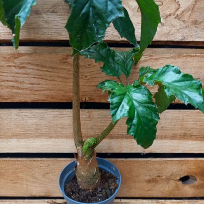 Begonia carolinifolia single
