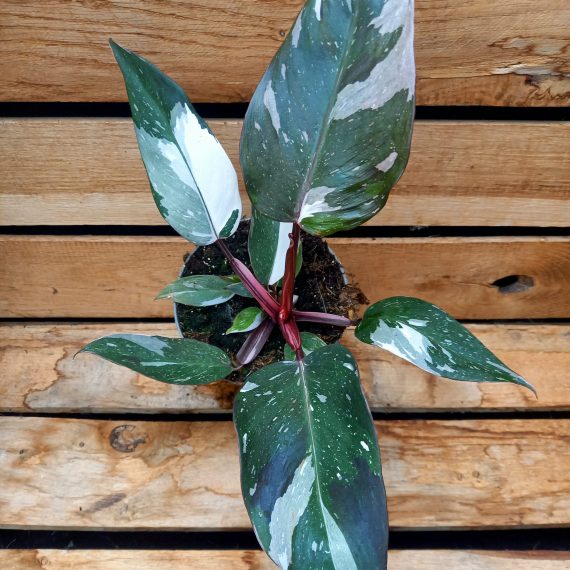 20240909_132027 Philodendron Anderson red