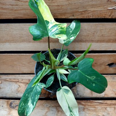 Philodendron Florida beauty TC